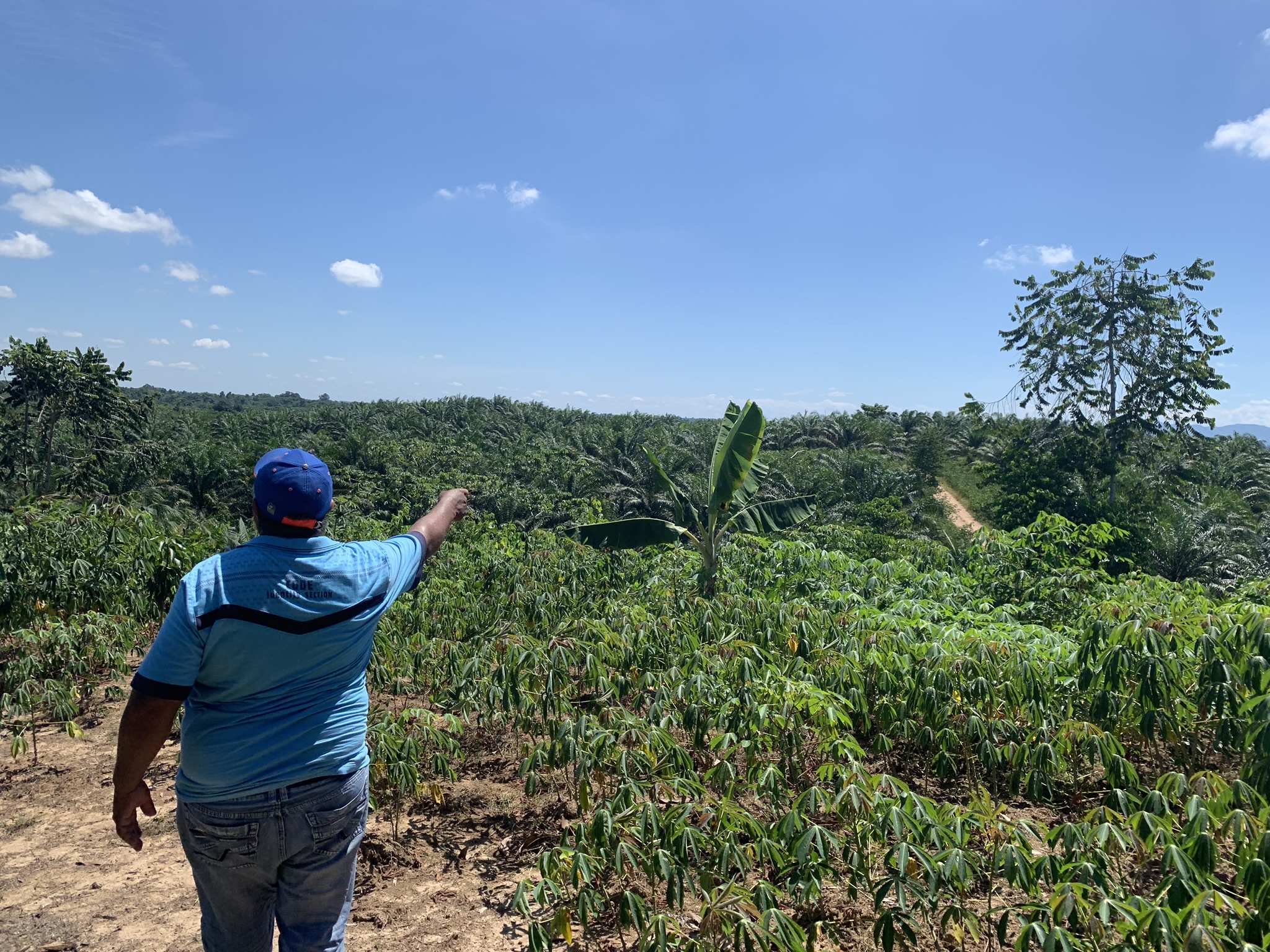 Video Abstract - Another palm is possible: small-scale palm oil farmers exercising autonomy in northeast Colombia Promo Image